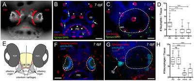 The Olfactory Organ Is Populated by Neutrophils and Macrophages During Early Development